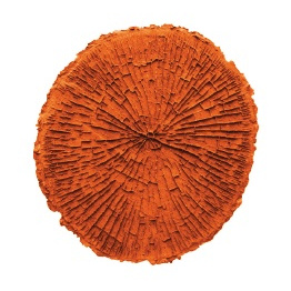 Circular tree texture